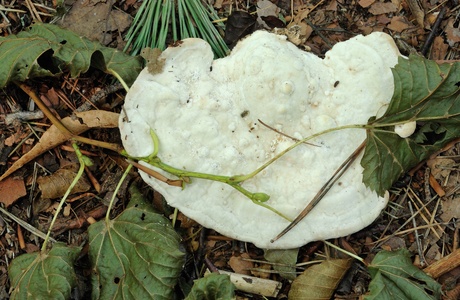 Buckel-Tramete (Trametes gibbosa) - © Michaela und Gernot Friebes
